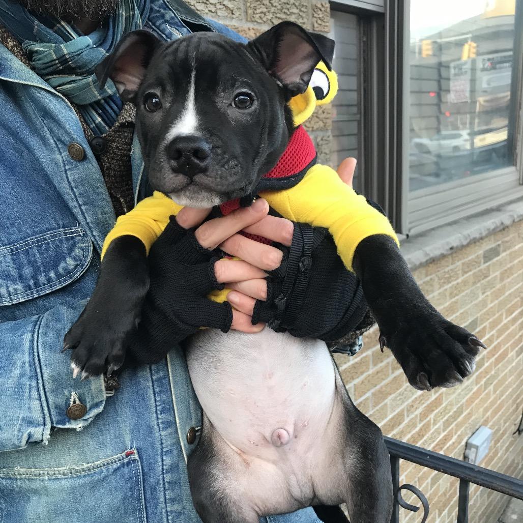 Biscuit, Adoptable, Puppy Male Retriever.