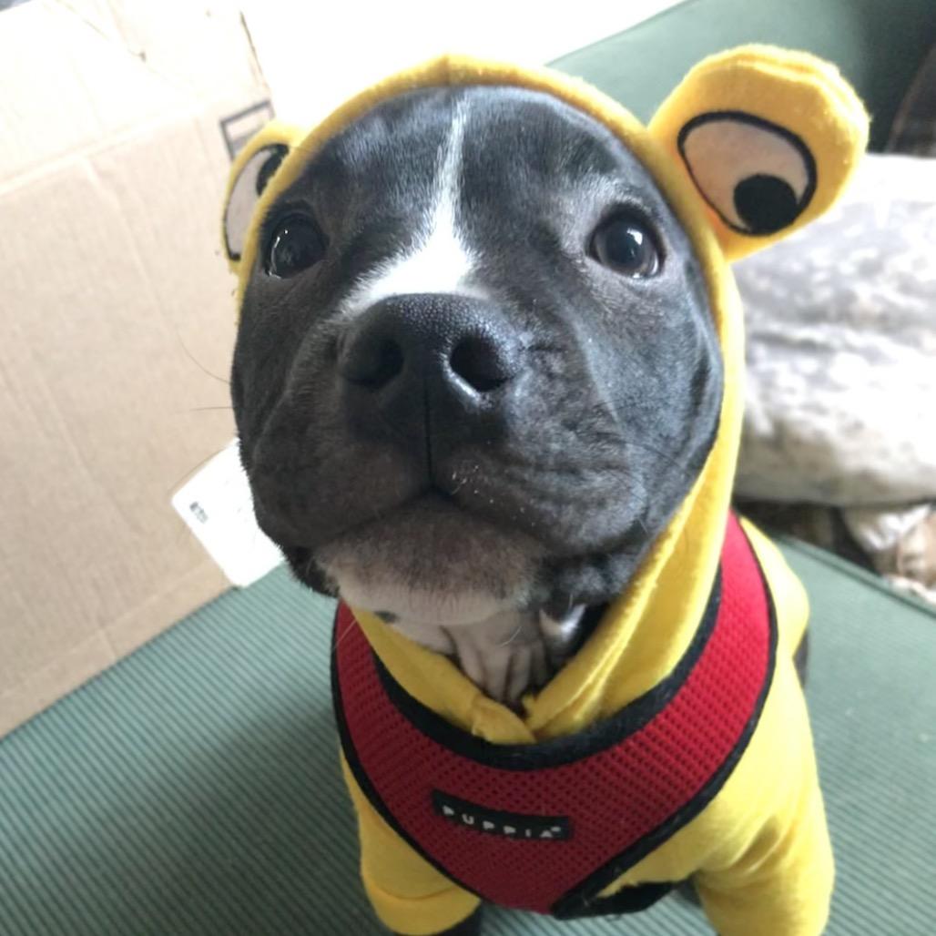 Enlarge Biscuit, a Adoptable Retriever in Brooklyn, NY image 2/6