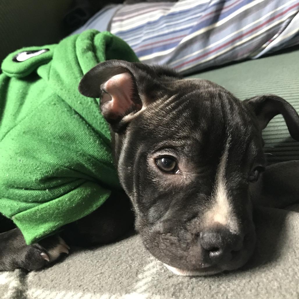 Enlarge Biscuit, a Adoptable Retriever in Brooklyn, NY image 3/6