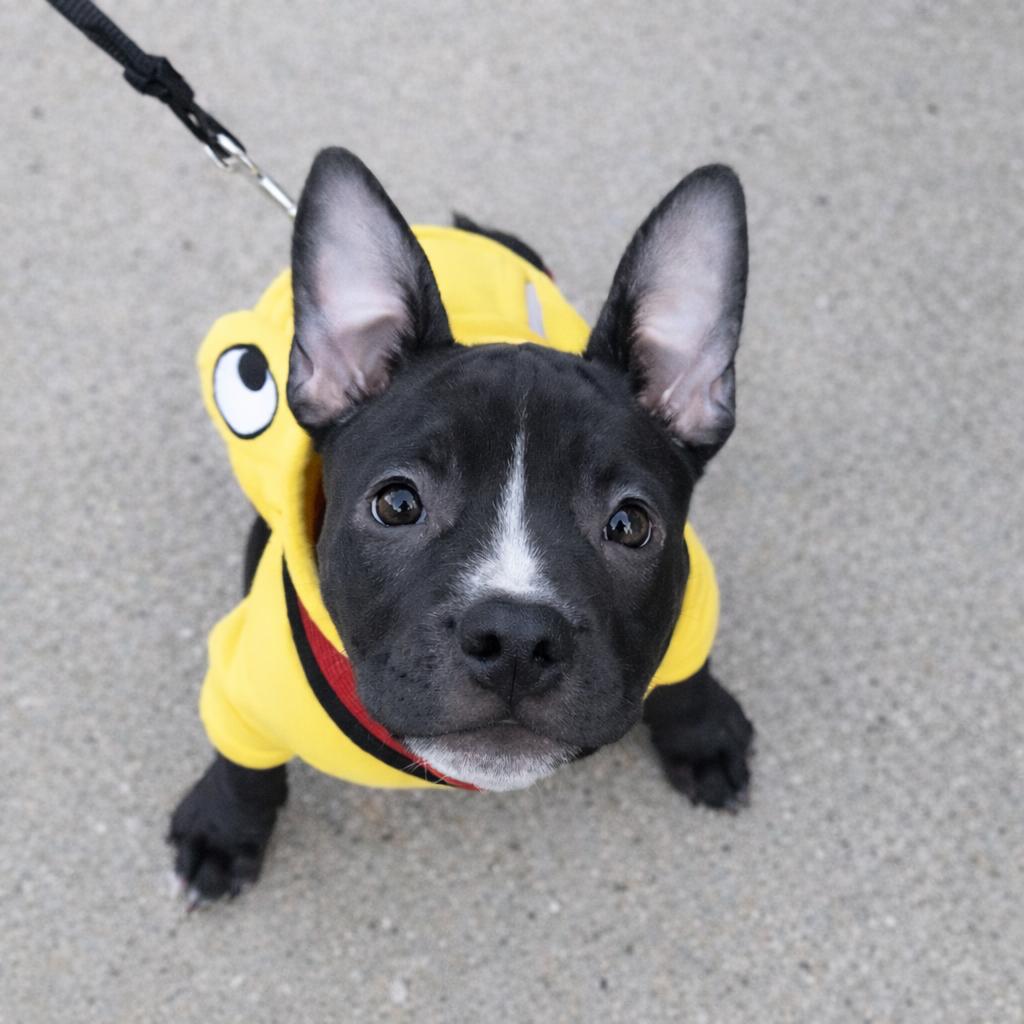 Enlarge Biscuit, a Adoptable Retriever in Brooklyn, NY image 5/6