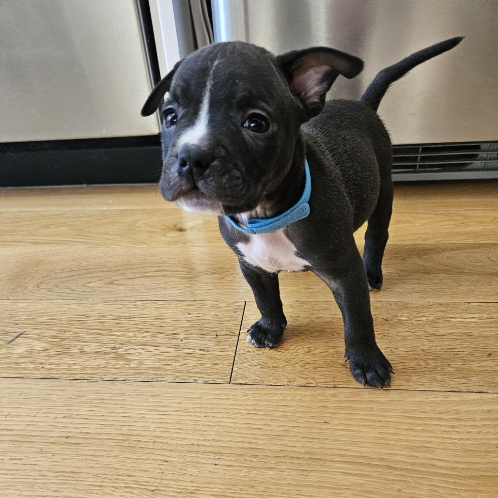 Enlarge Biscuit, a Adoptable Retriever in Brooklyn, NY image 6/6