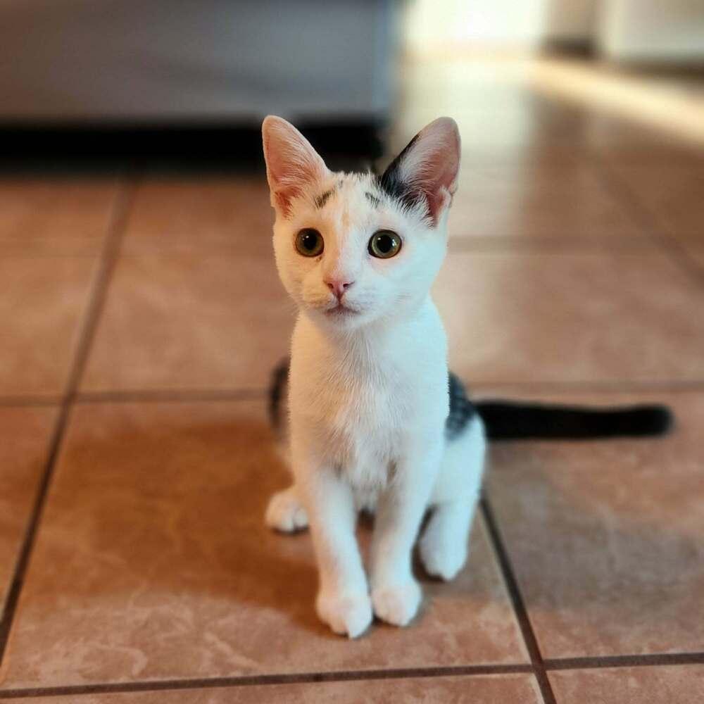 Enlarge Chocolate Chip, a Adoptable Domestic Short Hair in Cary, NC image 3/6