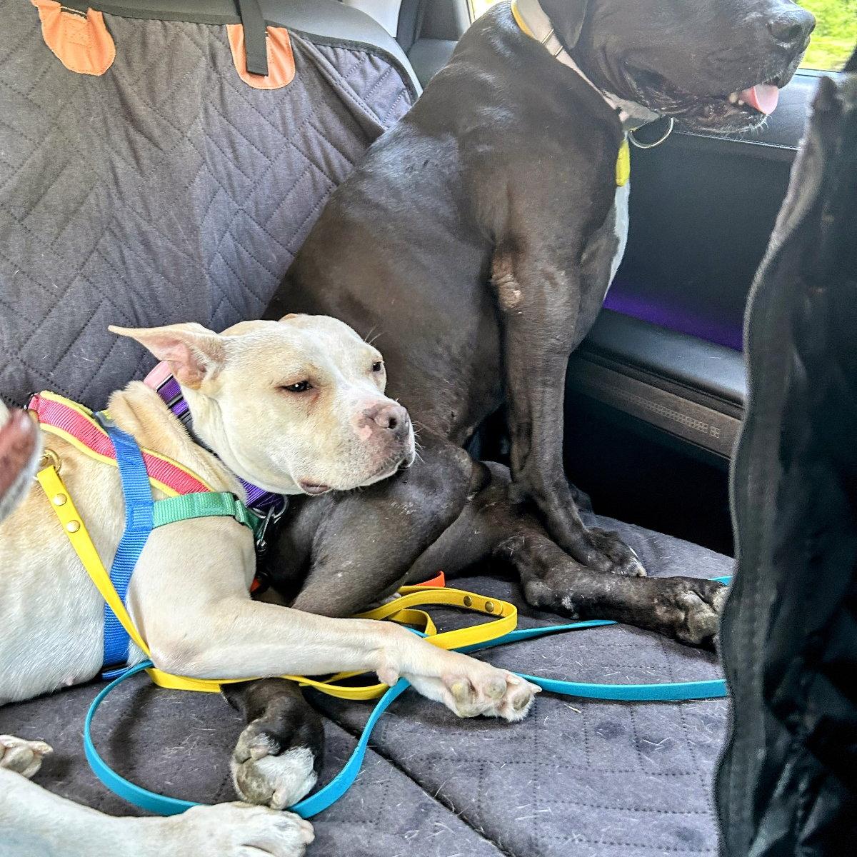Demi, Adoptable, Young Female Pit Bull Terrier.