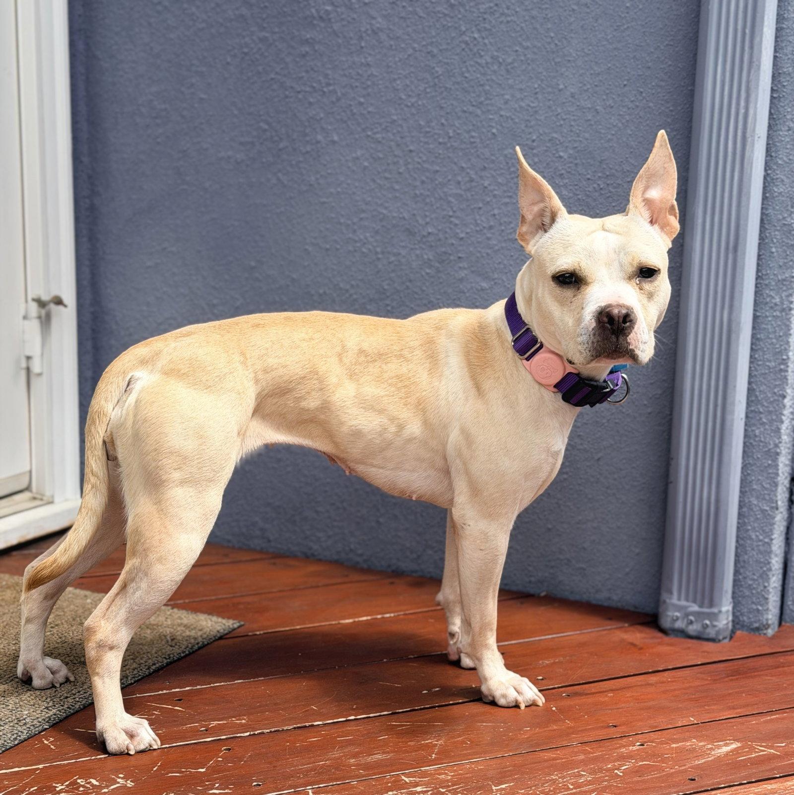 Demi, a Adoptable Pit Bull Terrier in Oakland, CA image 1/3