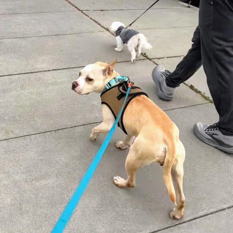 Demi, a Adoptable Pit Bull Terrier in Oakland, CA image 2/3