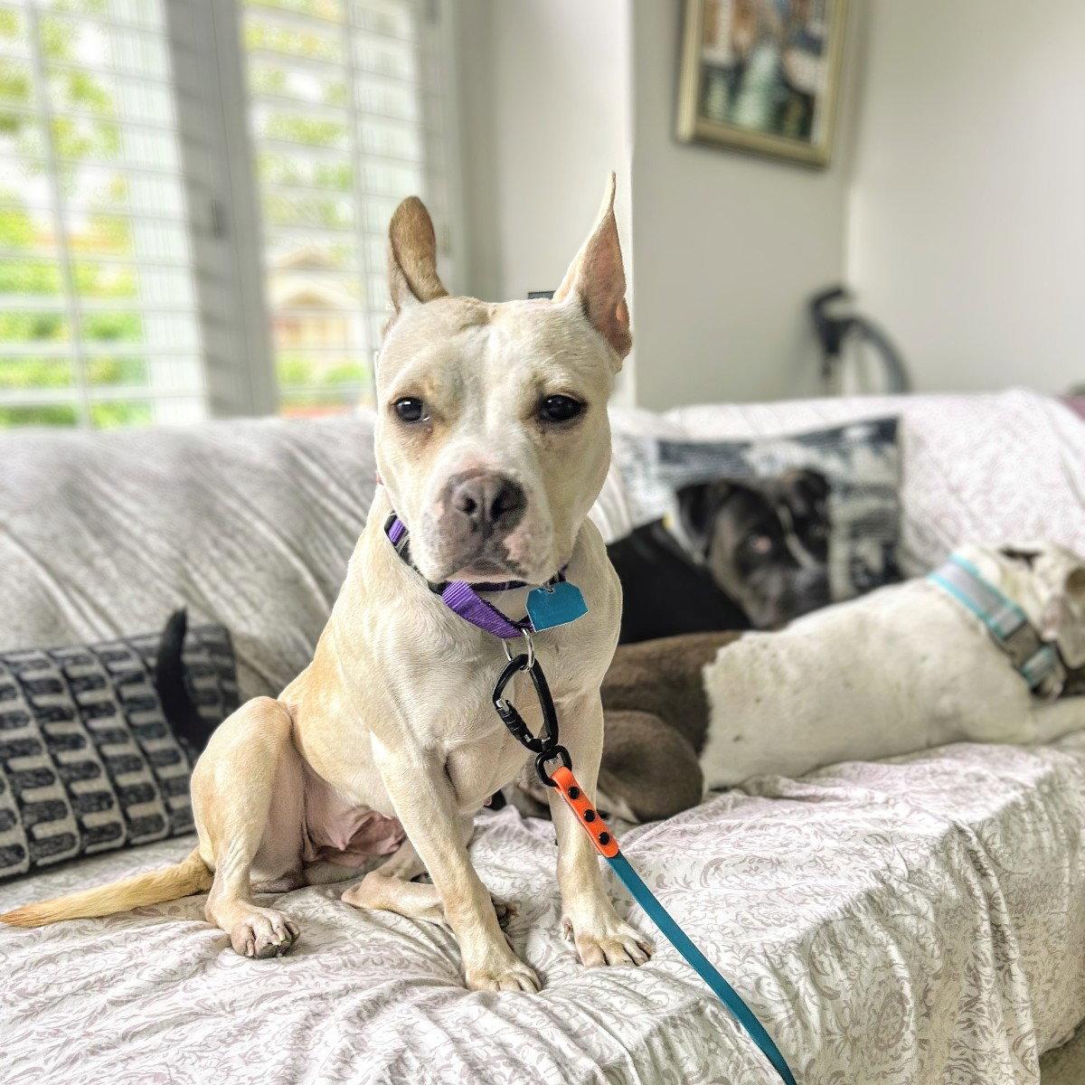 Demi, a Adoptable Pit Bull Terrier in Oakland, CA image 3/3