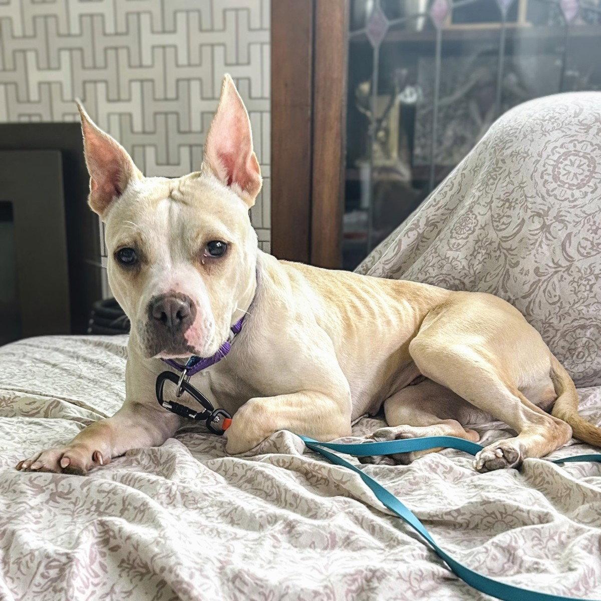 Demi, a Adoptable Pit Bull Terrier in Oakland, CA image 2/3