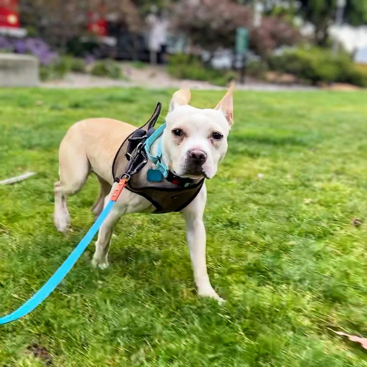 Demi, a Adoptable Pit Bull Terrier in Oakland, CA image 3/3