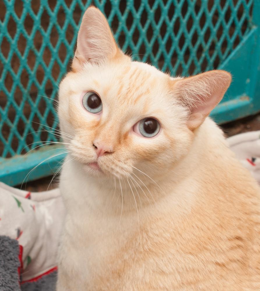 Archie
