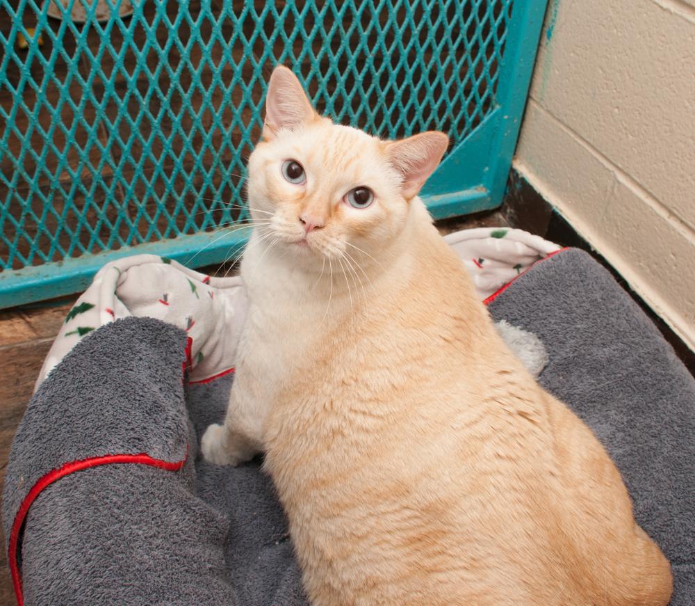 Archie