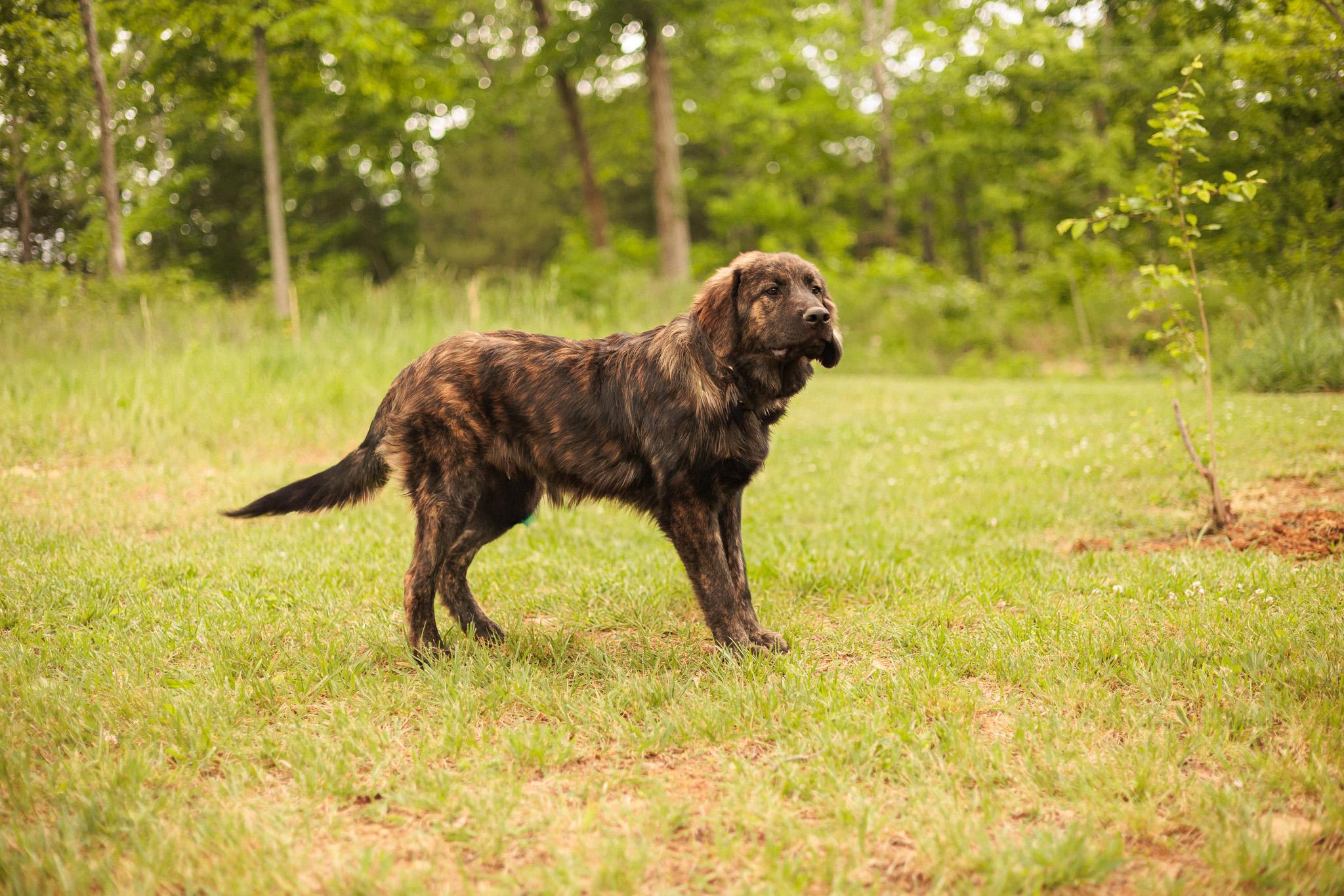 Enlarge Baxter, a Adopted mixed breed in Gradyville, KY image 4/6
