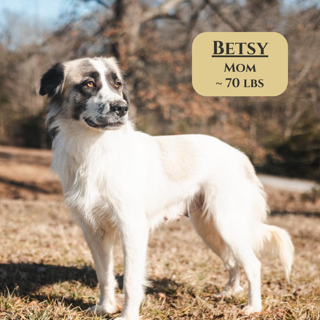 Enlarge Baxter, a Adopted mixed breed in Gradyville, KY image 6/6