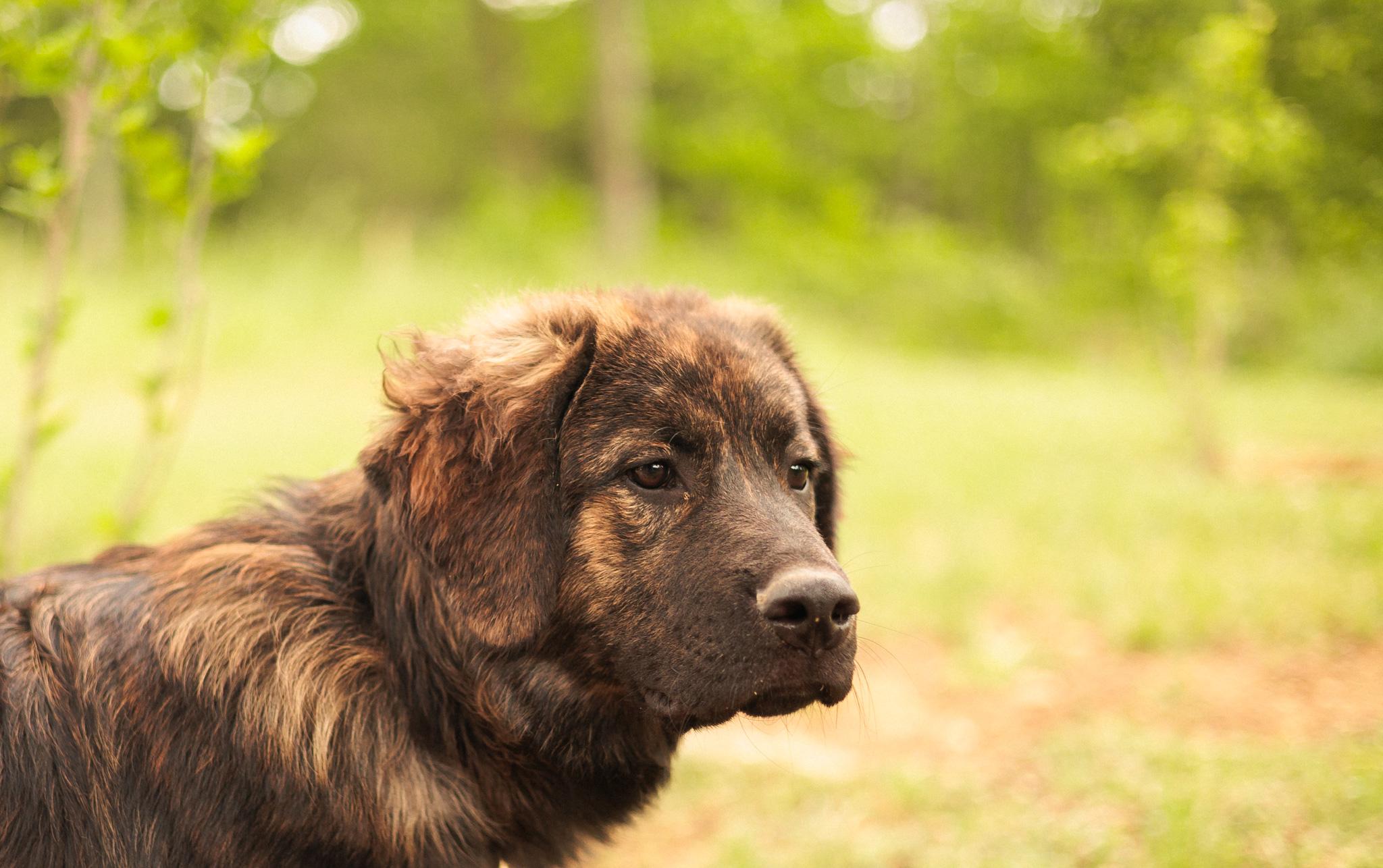 Enlarge Baxter, a Adopted mixed breed in Gradyville, KY image 1/6