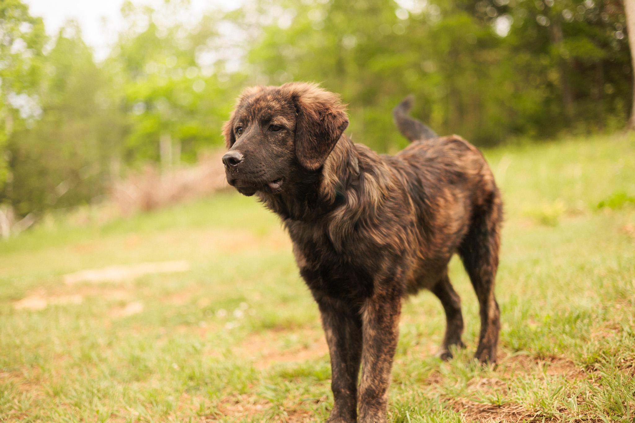 Enlarge Baxter, a Adopted mixed breed in Gradyville, KY image 5/6