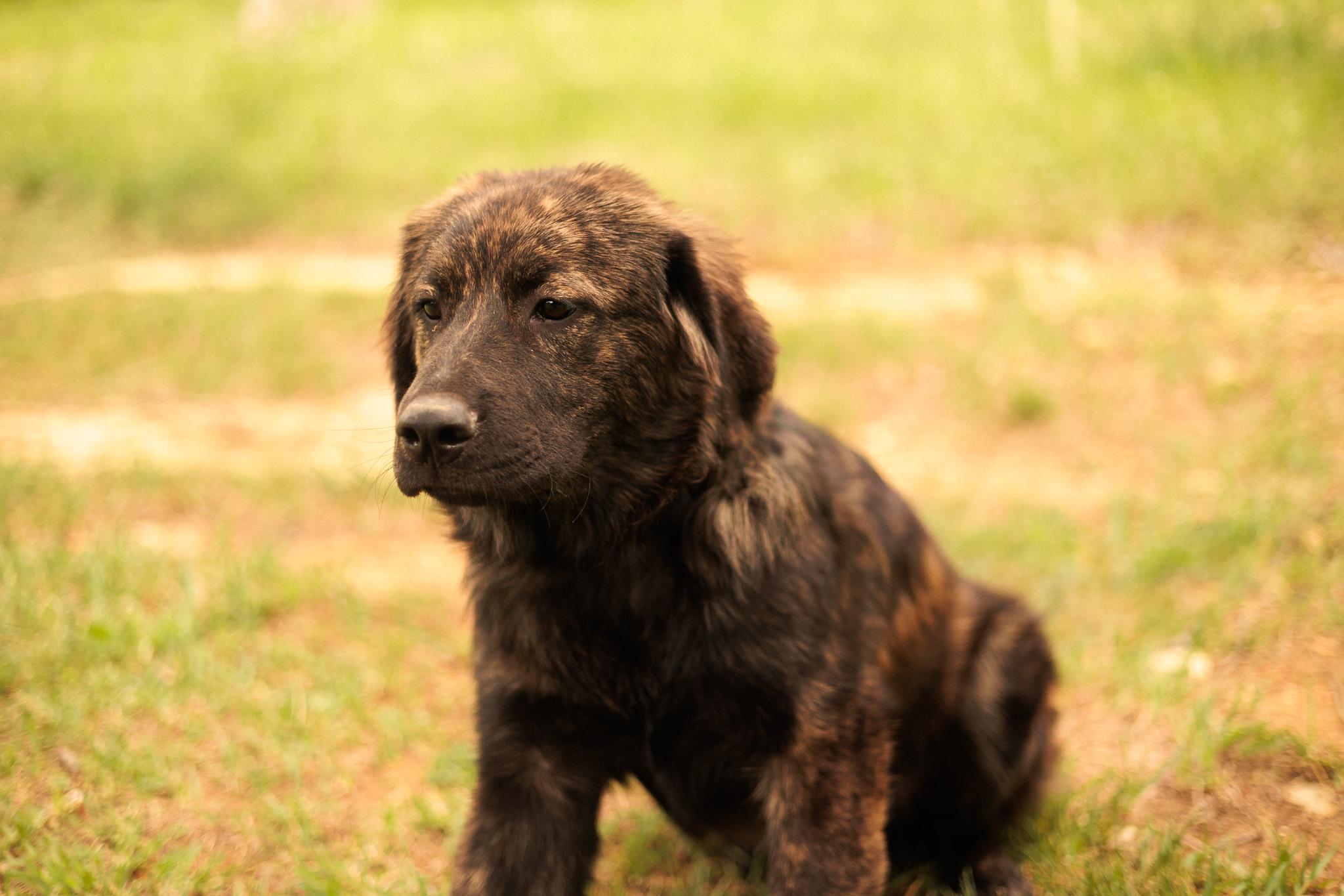 Enlarge Baxter, a Adopted mixed breed in Gradyville, KY image 3/6
