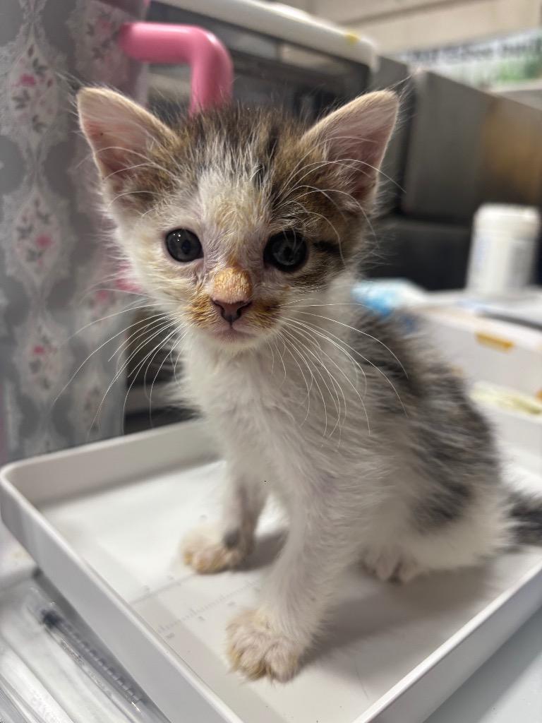 Coconut, a Adoptable mixed breed in Corpus Christi, TX image 1/5