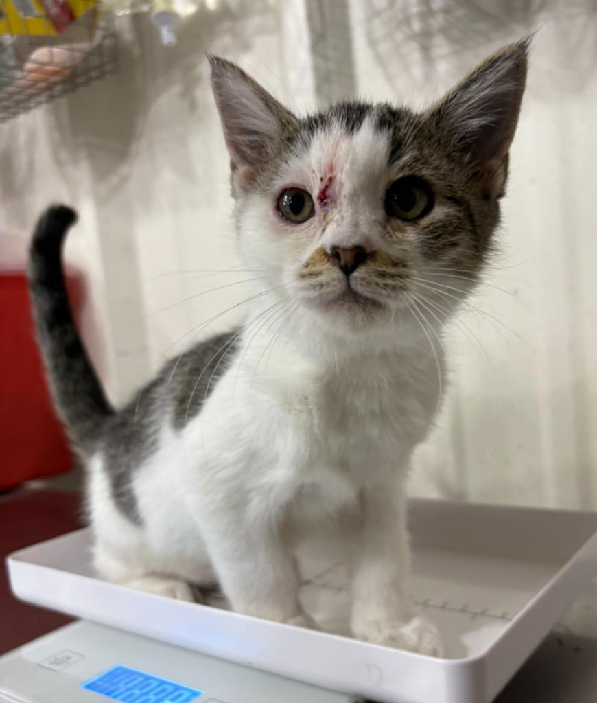 Coconut, a Adoptable mixed breed in Corpus Christi, TX image 2/5