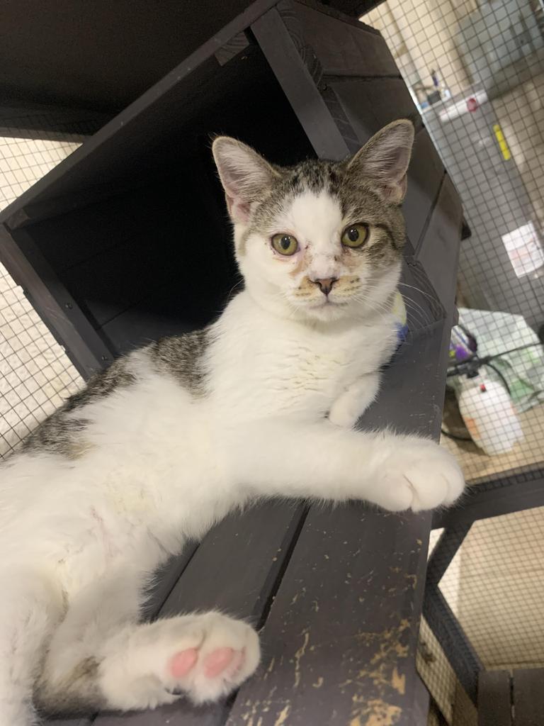 Coconut, a Adoptable mixed breed in Corpus Christi, TX image 3/5