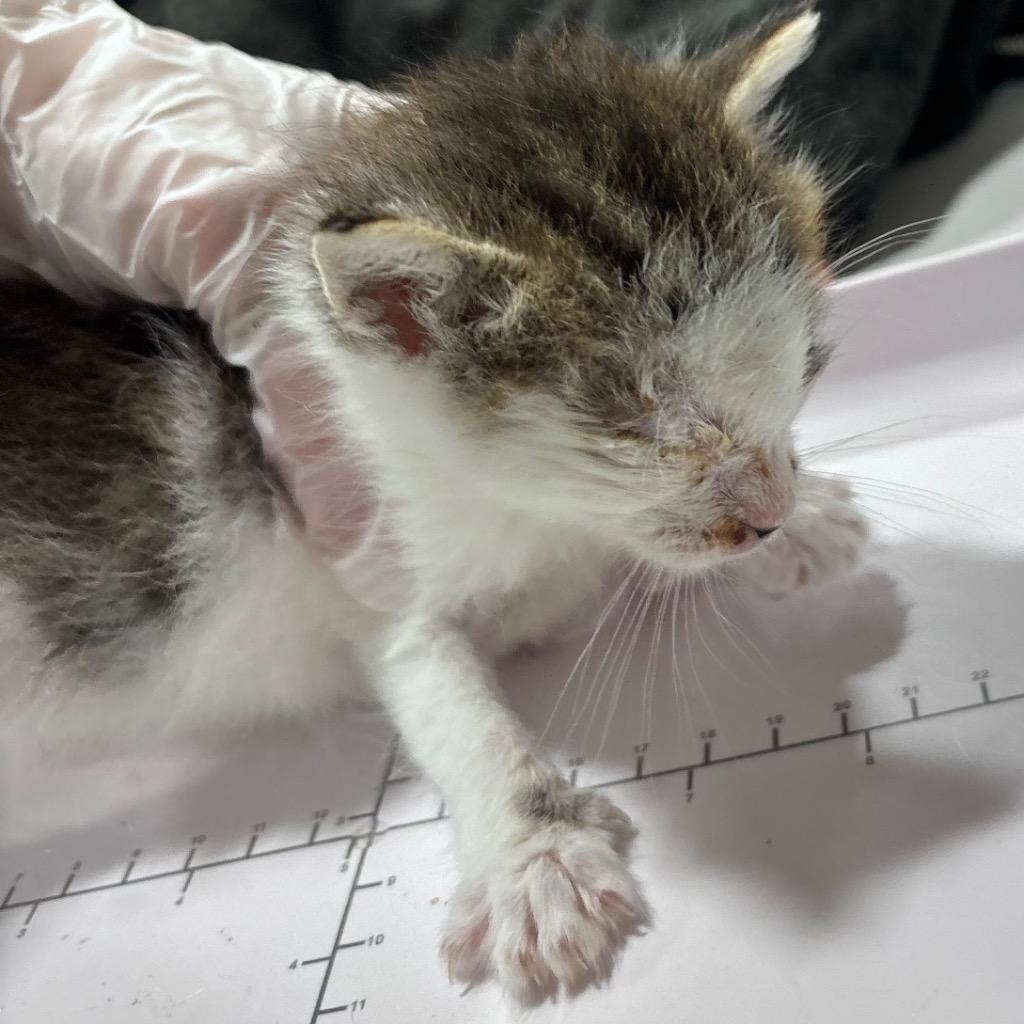 Coconut, a Adoptable mixed breed in Corpus Christi, TX image 4/5