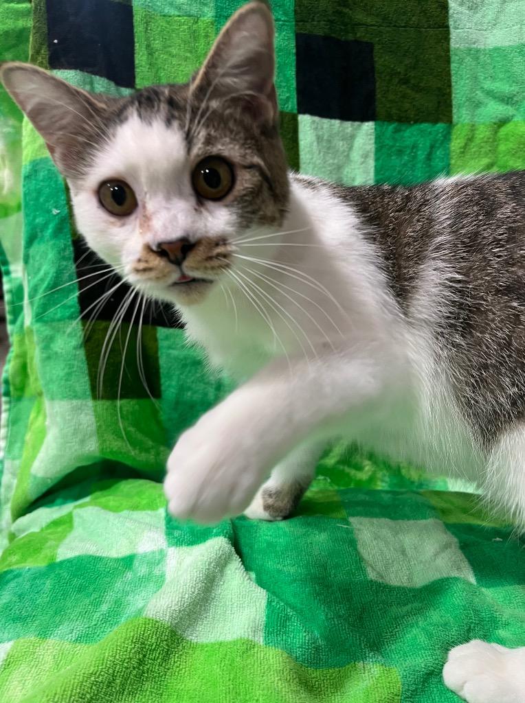 Coconut, a Adoptable mixed breed in Corpus Christi, TX image 5/5