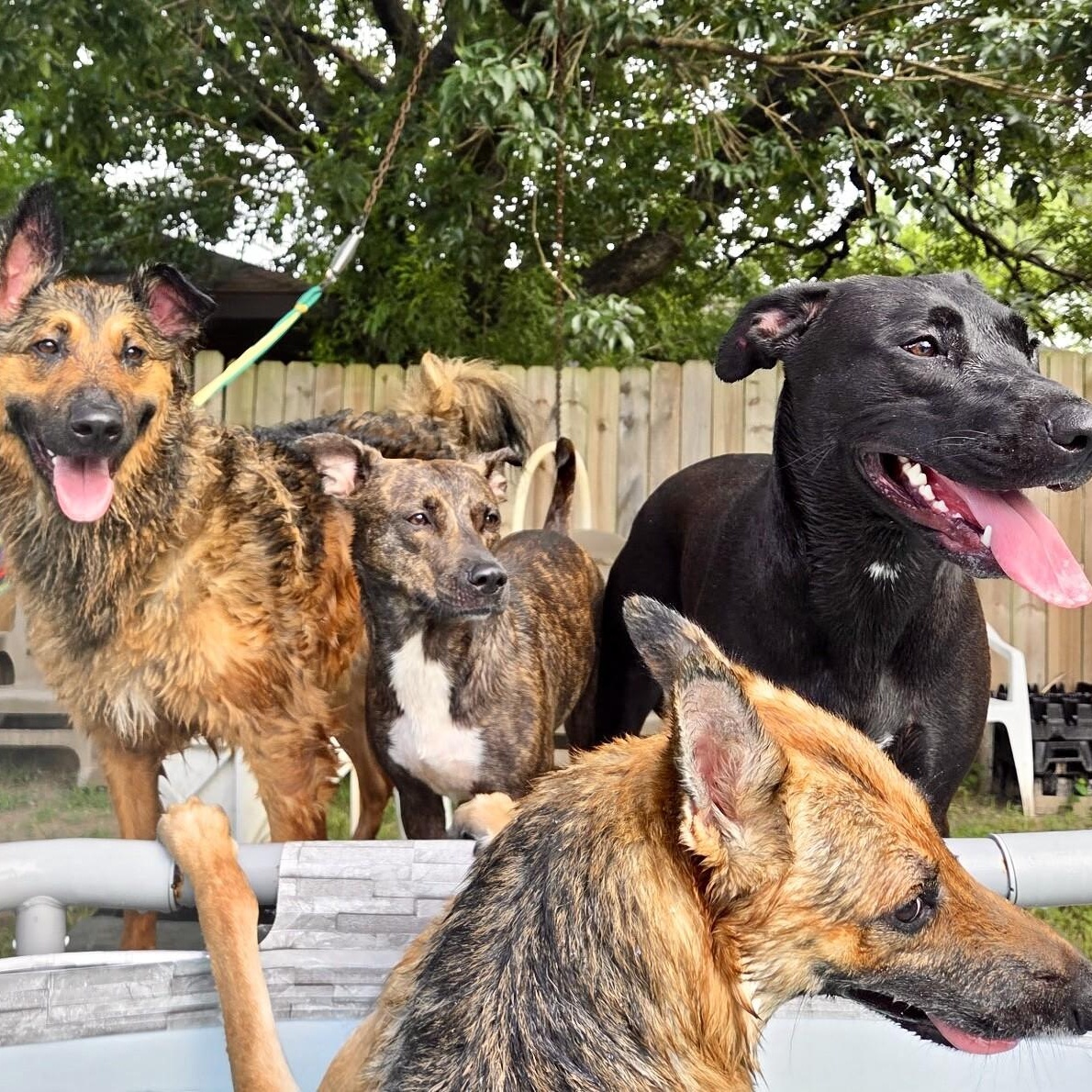 Enlarge Dior Love is all the sweetness!, a Adoptable mixed breed in Friendswood, TX image 1/6