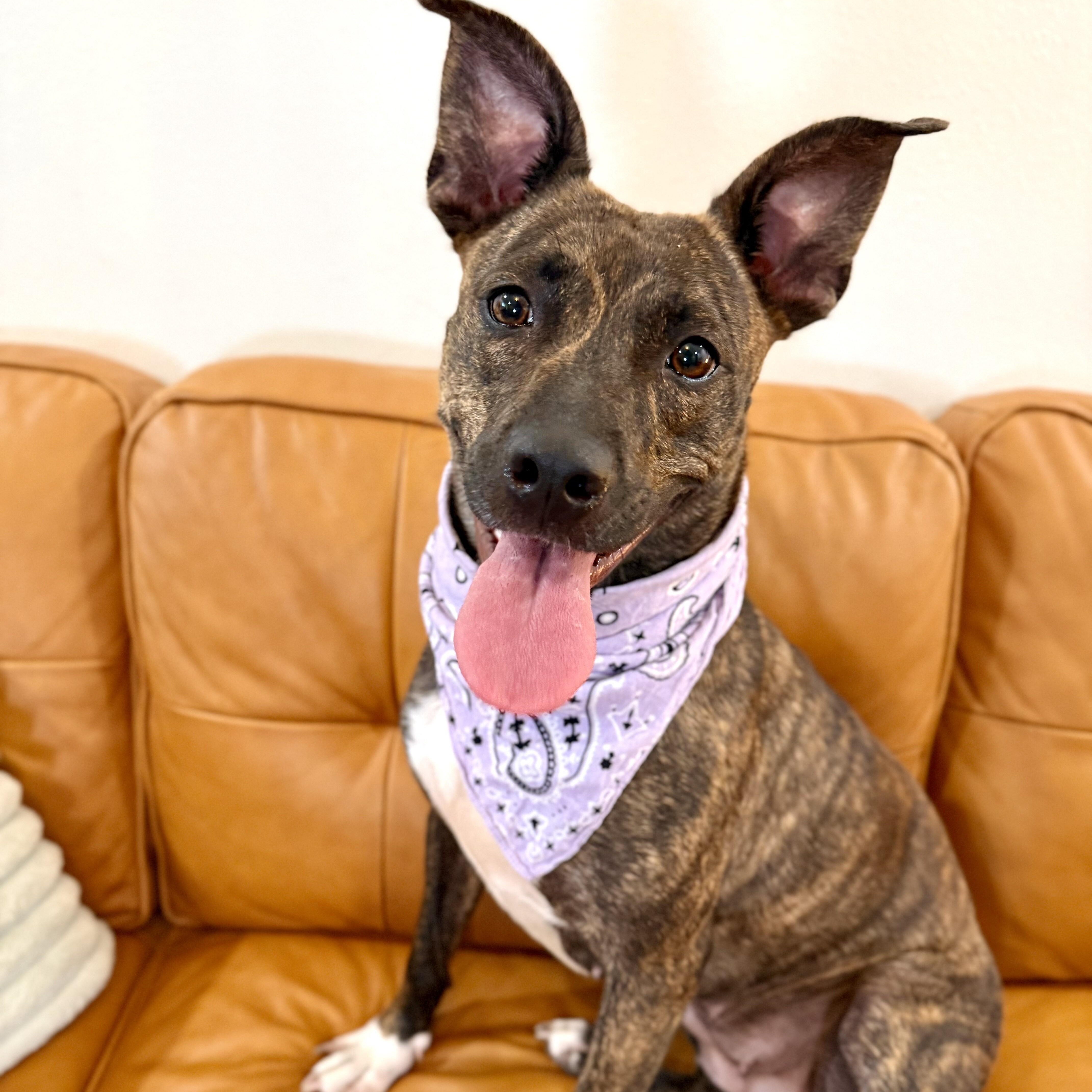 Enlarge Dior Love is all the sweetness!, a Adoptable mixed breed in Friendswood, TX image 4/6