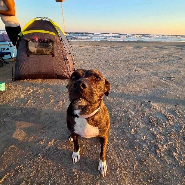 Enlarge Dior Love is all the sweetness!, a Adoptable mixed breed in Friendswood, TX image 5/6