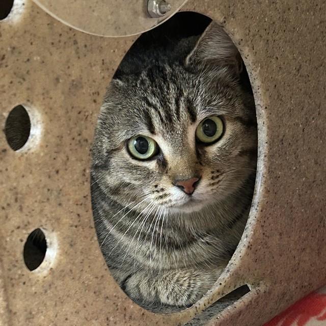 OMEGA, Adoptable, Young Female Domestic Short Hair.