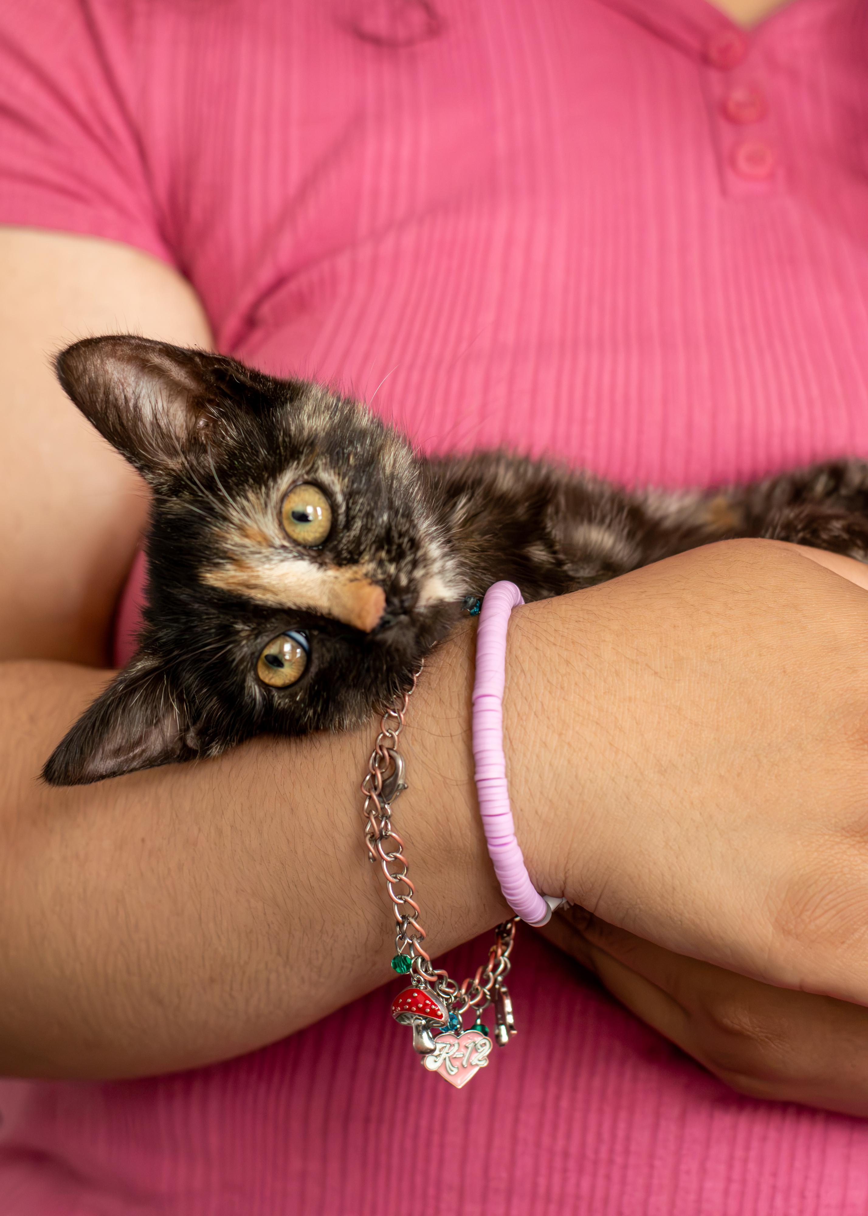 Shmee Shmee, Adopted, Kitten Female Domestic Short Hair.