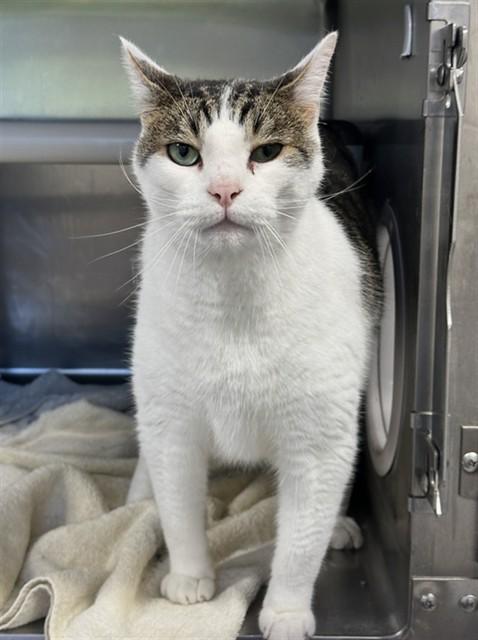 BEAST, Adoptable, Adult Male Domestic Short Hair.