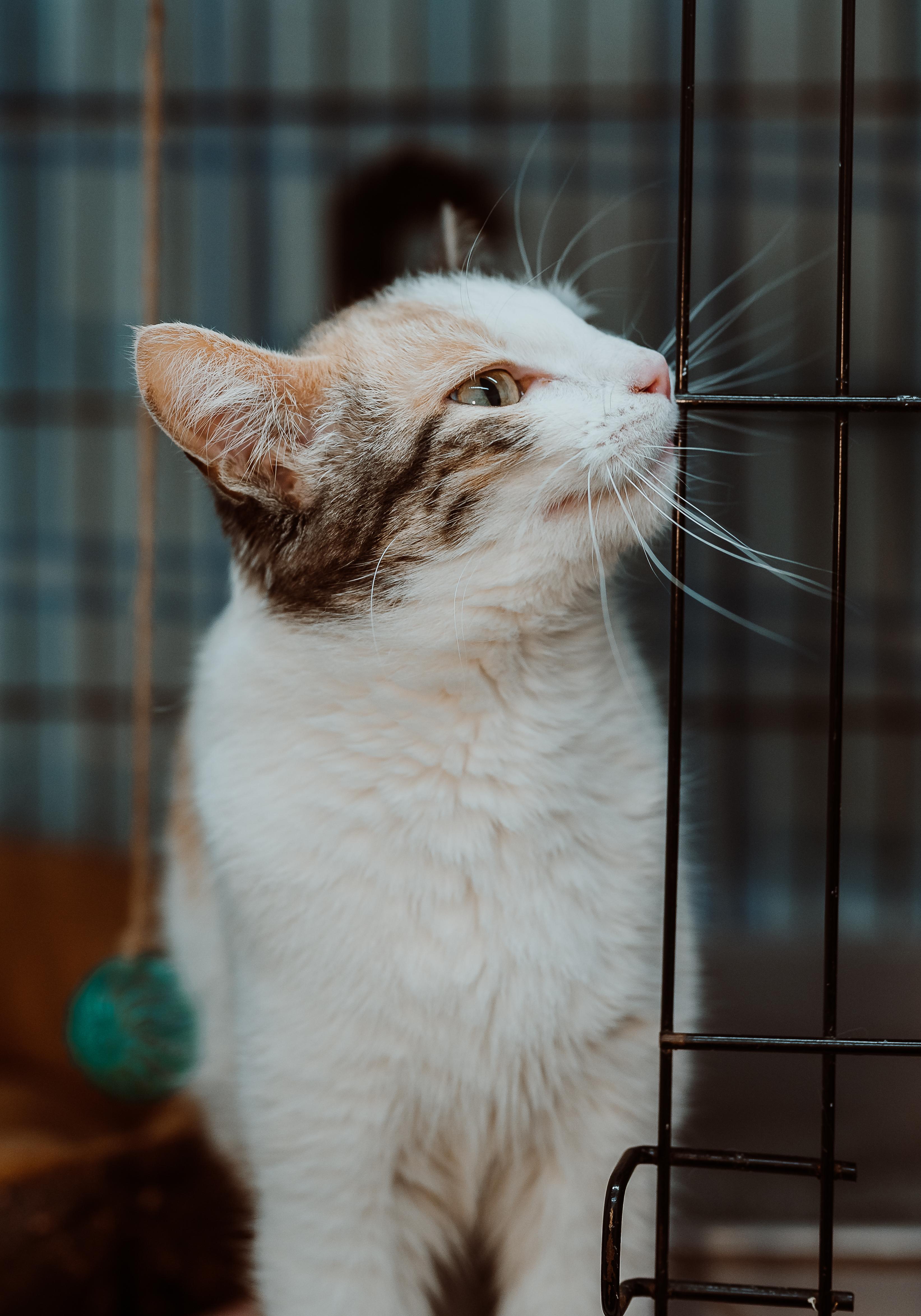 Luna Marie, adopted, Adult Female Calico.