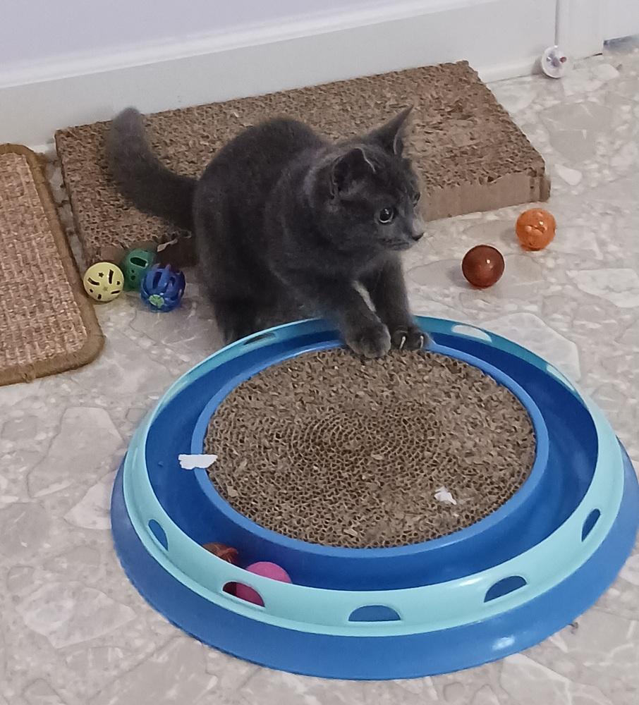 Bella, Adoptable, Kitten Female Russian Blue & Domestic Short Hair.