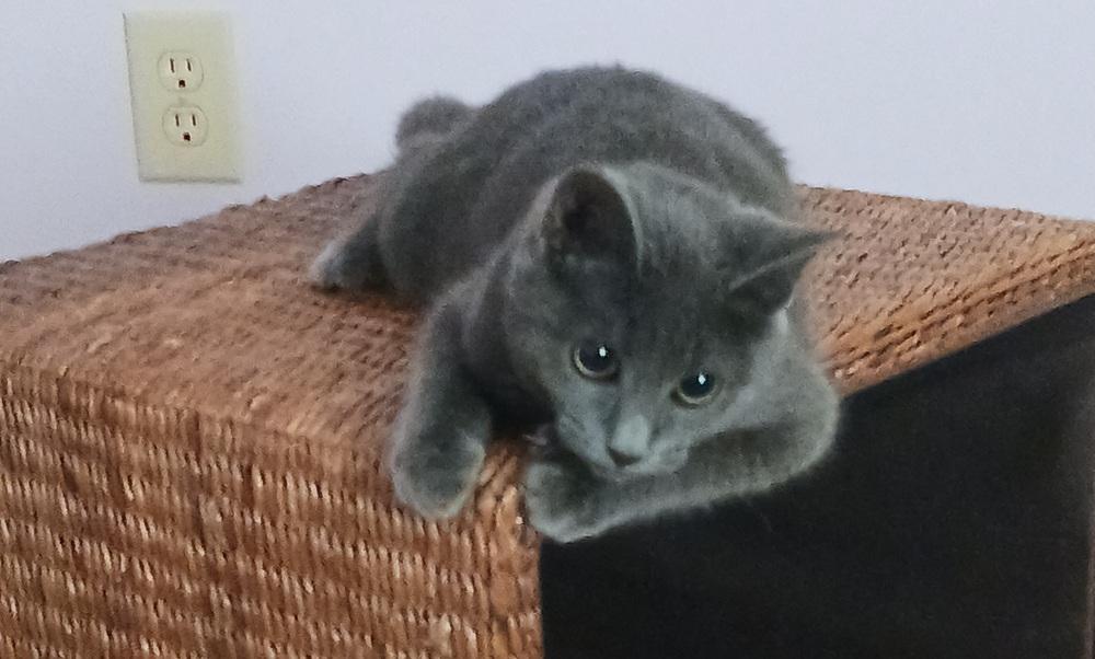 Bella, a Adoptable mixed breed in Greensboro, NC image 2/5