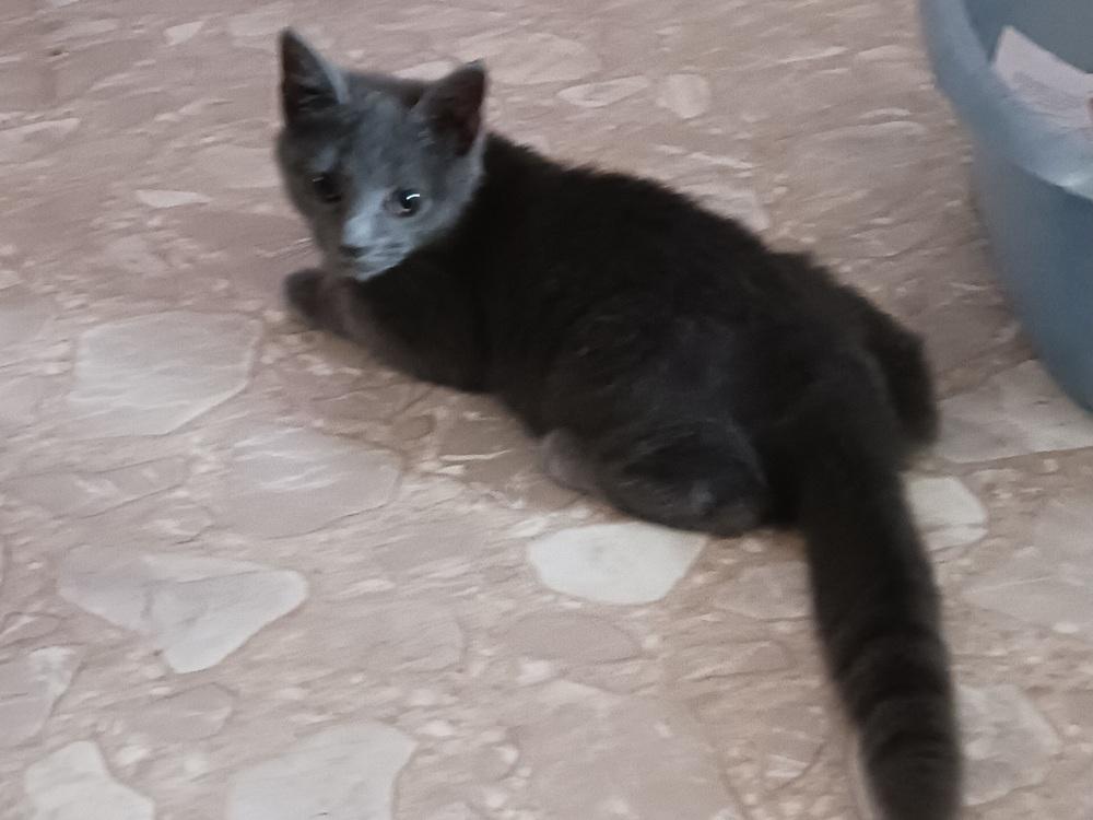 Bella, a Adoptable mixed breed in Greensboro, NC image 3/5