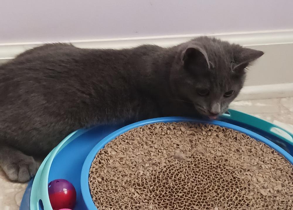 Bella, a Adoptable mixed breed in Greensboro, NC image 4/5