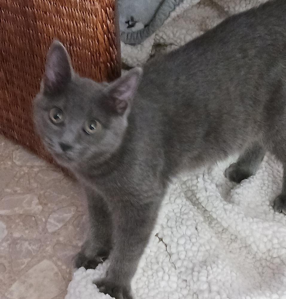 Bella, a Adoptable mixed breed in Greensboro, NC image 5/5