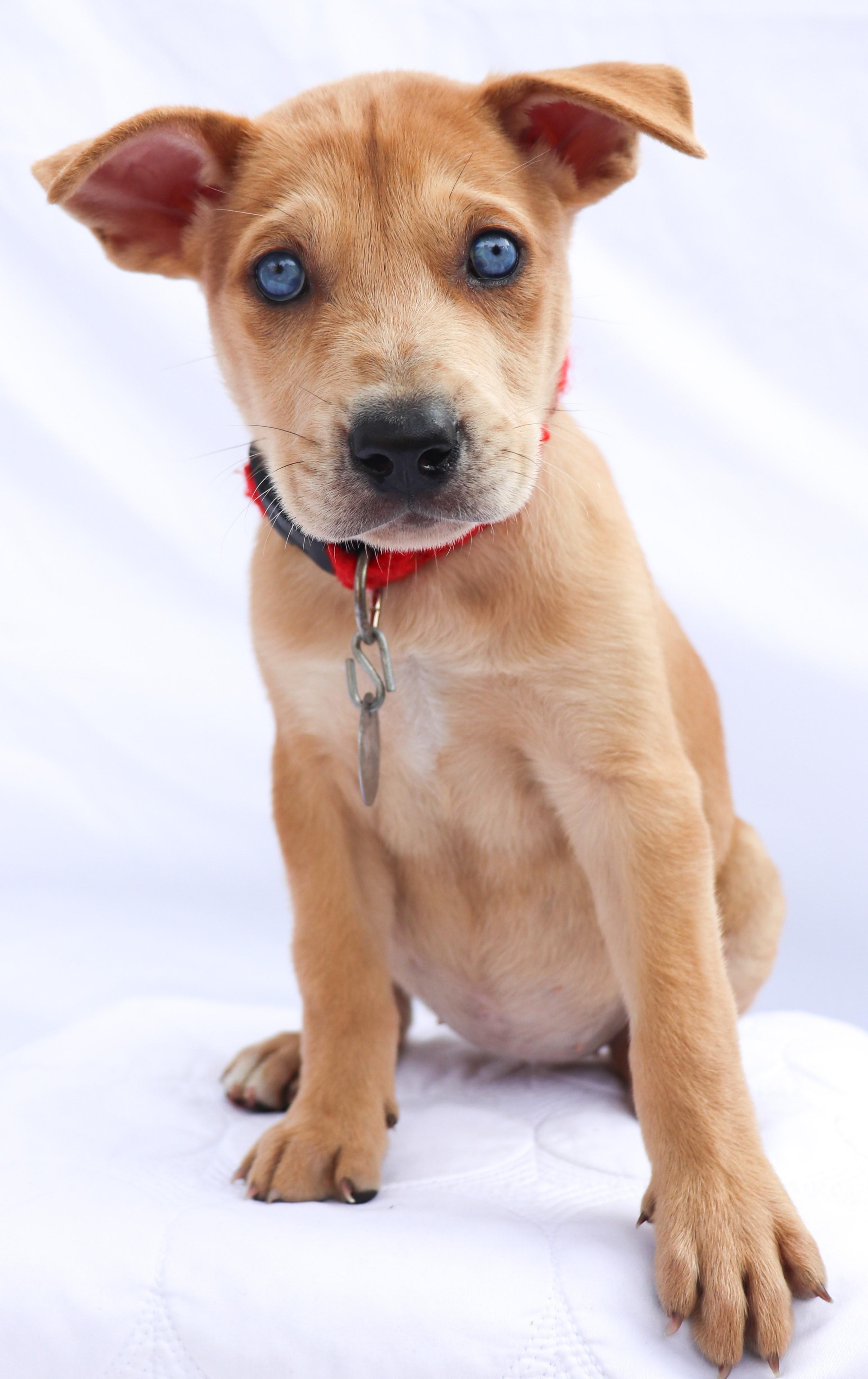Enlarge Patches, a Adopted mixed breed in Saint Paul, MN image 2/5