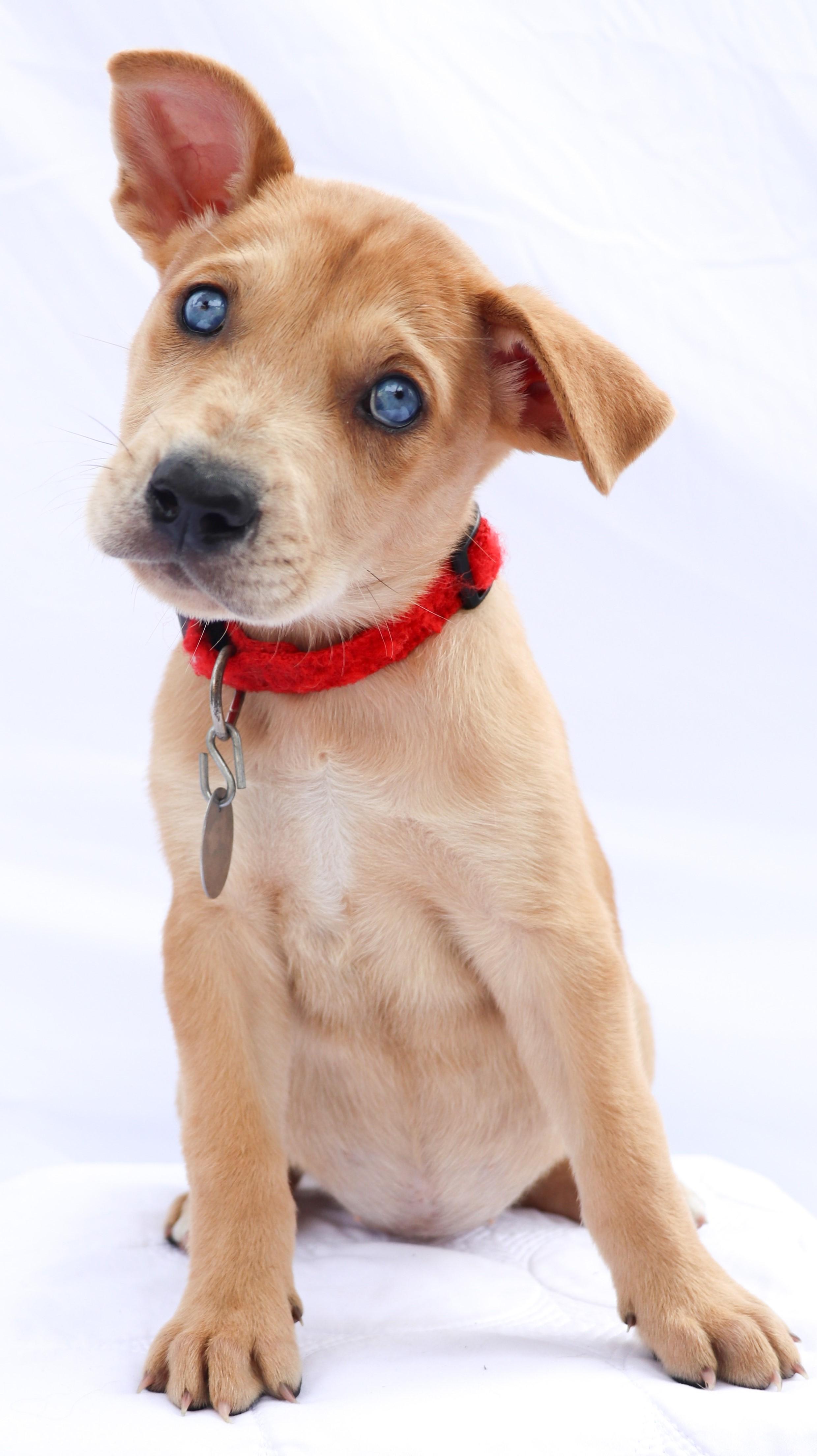 Enlarge Patches, a Adopted mixed breed in Saint Paul, MN image 3/5