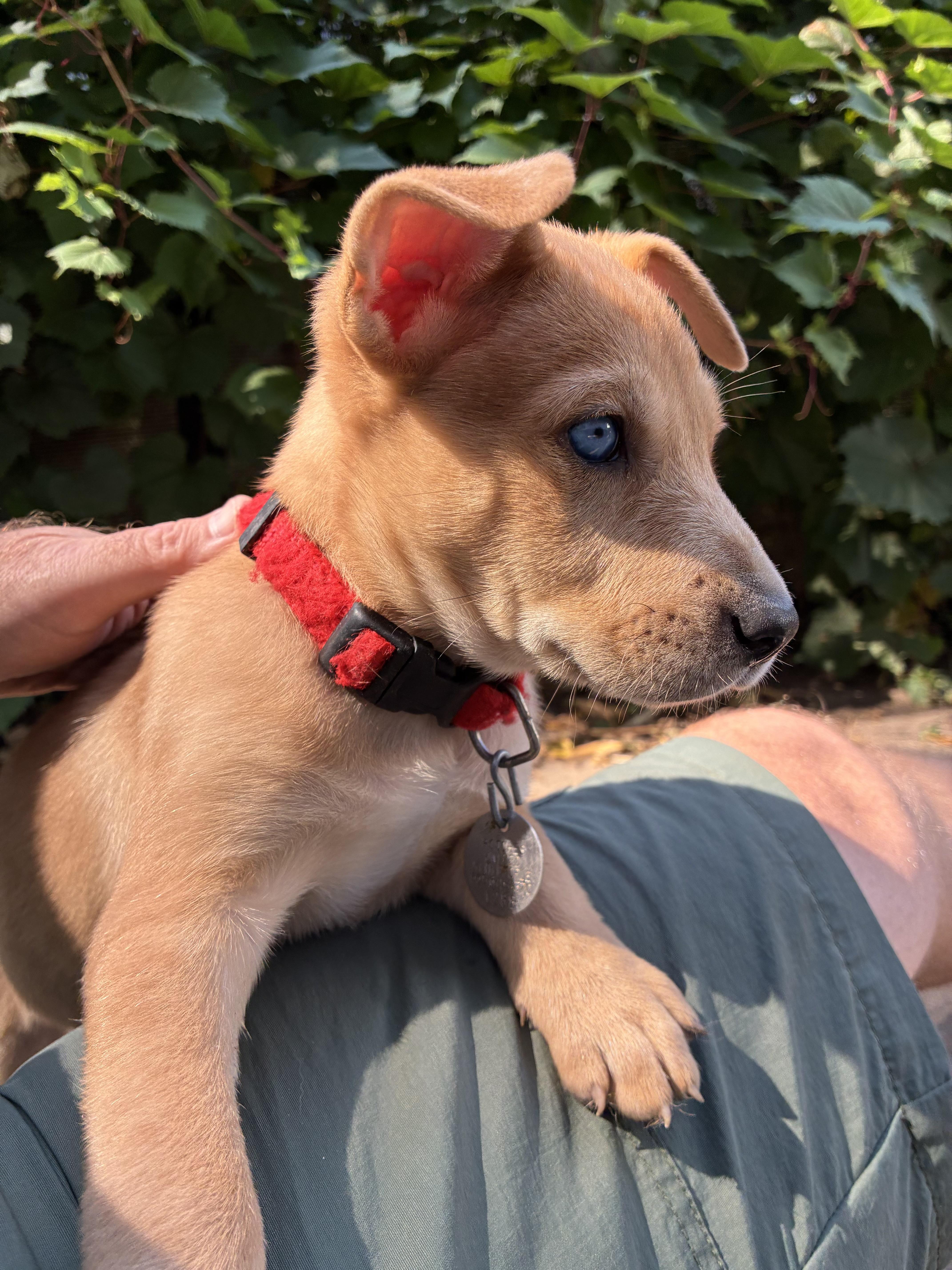 Enlarge Patches, a Adopted mixed breed in Saint Paul, MN image 5/5