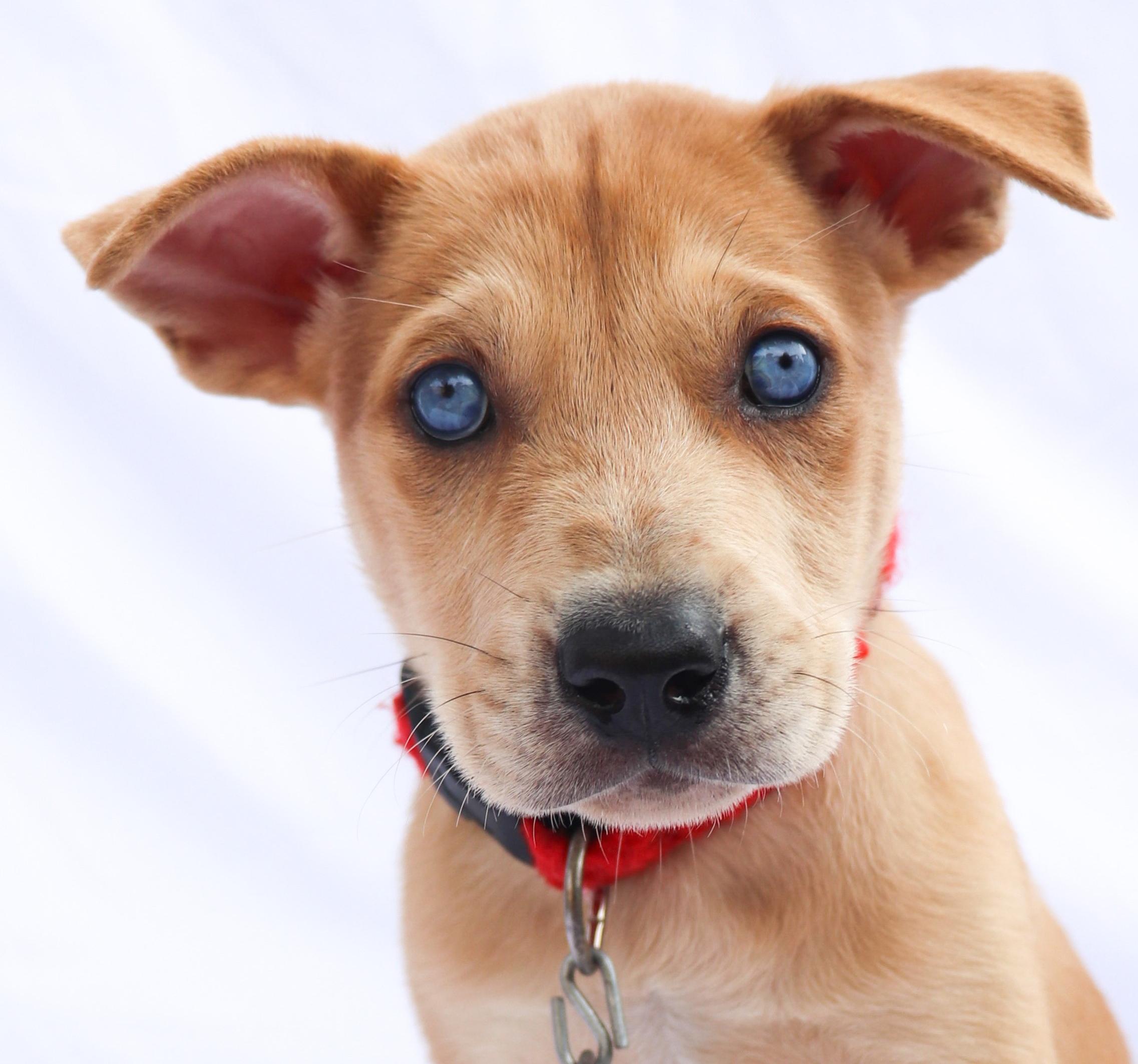 Enlarge Patches, a Adopted mixed breed in Saint Paul, MN image 1/5