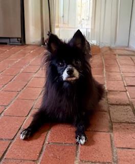 Andy Dalton, Adoptable, Senior Male Pomeranian.