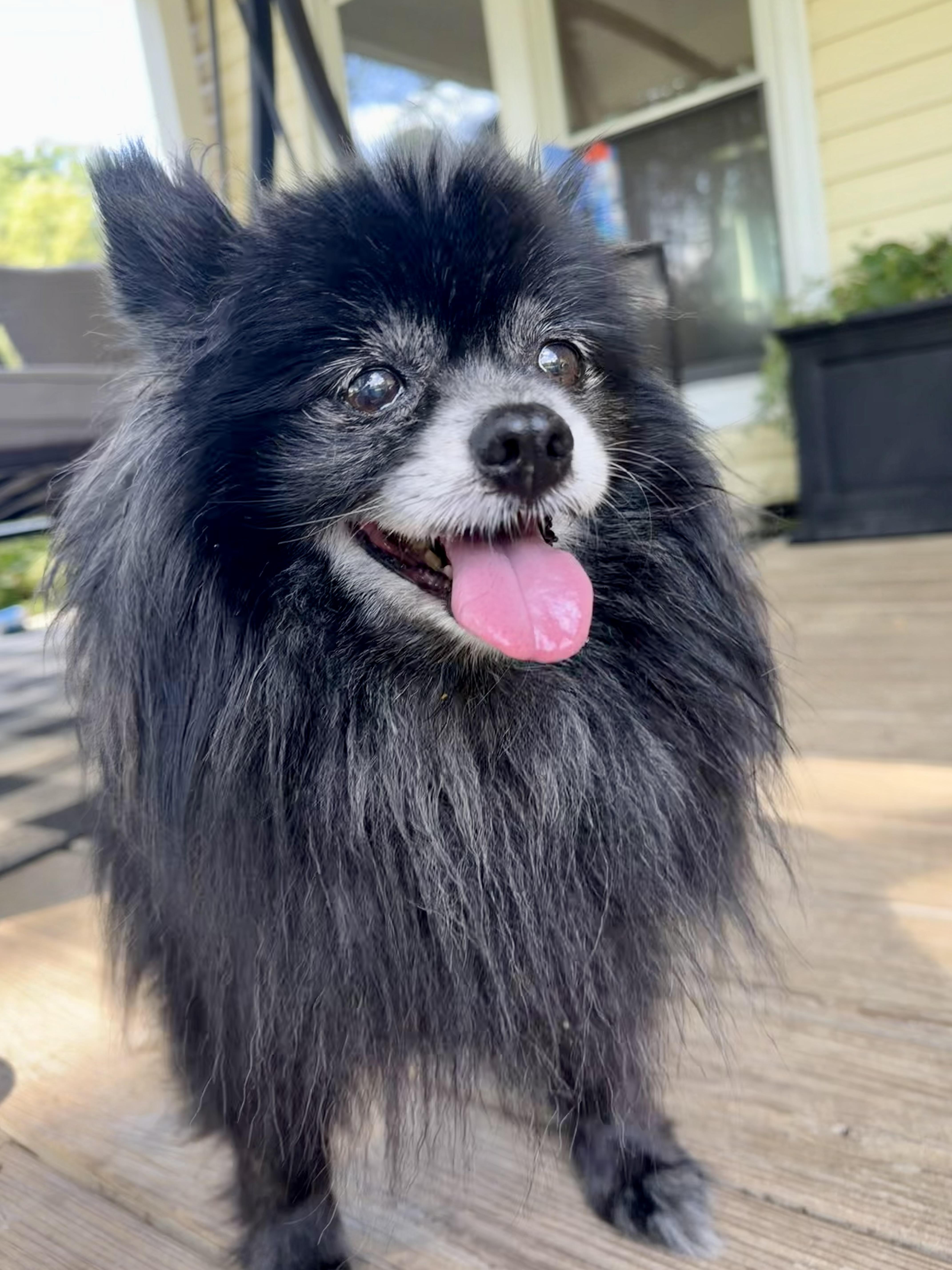 Enlarge Andy Dalton, a Adoptable Pomeranian in Monroe, NC image 2/3