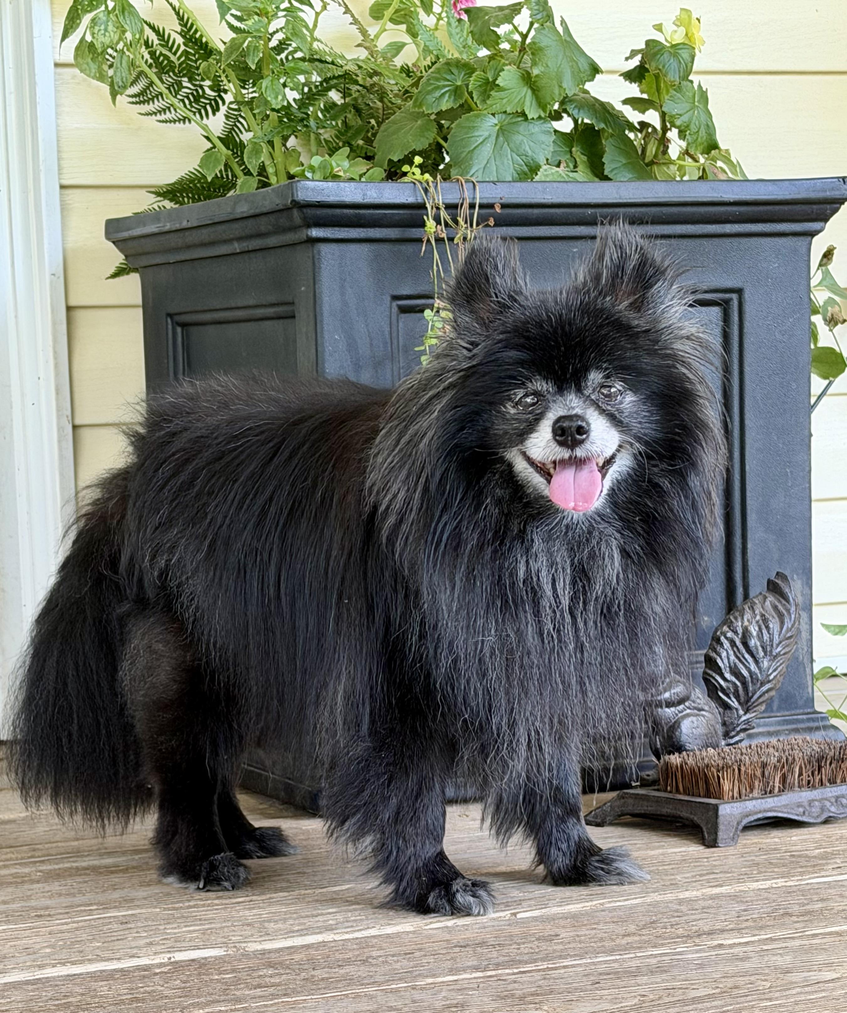 Andy Dalton, Adoptable, Senior Male Pomeranian.