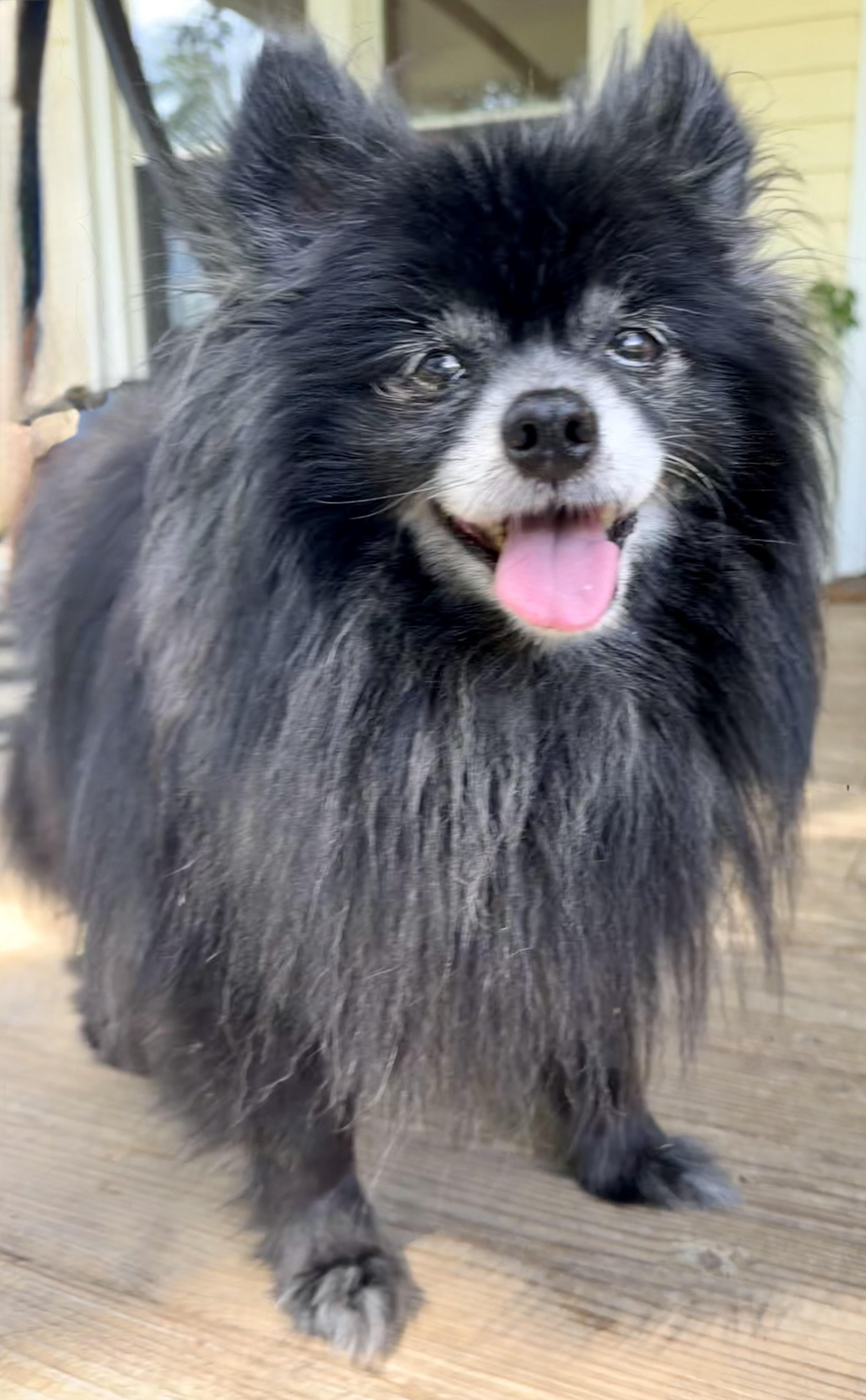 Enlarge Andy Dalton, a Adoptable Pomeranian in Monroe, NC image 3/3