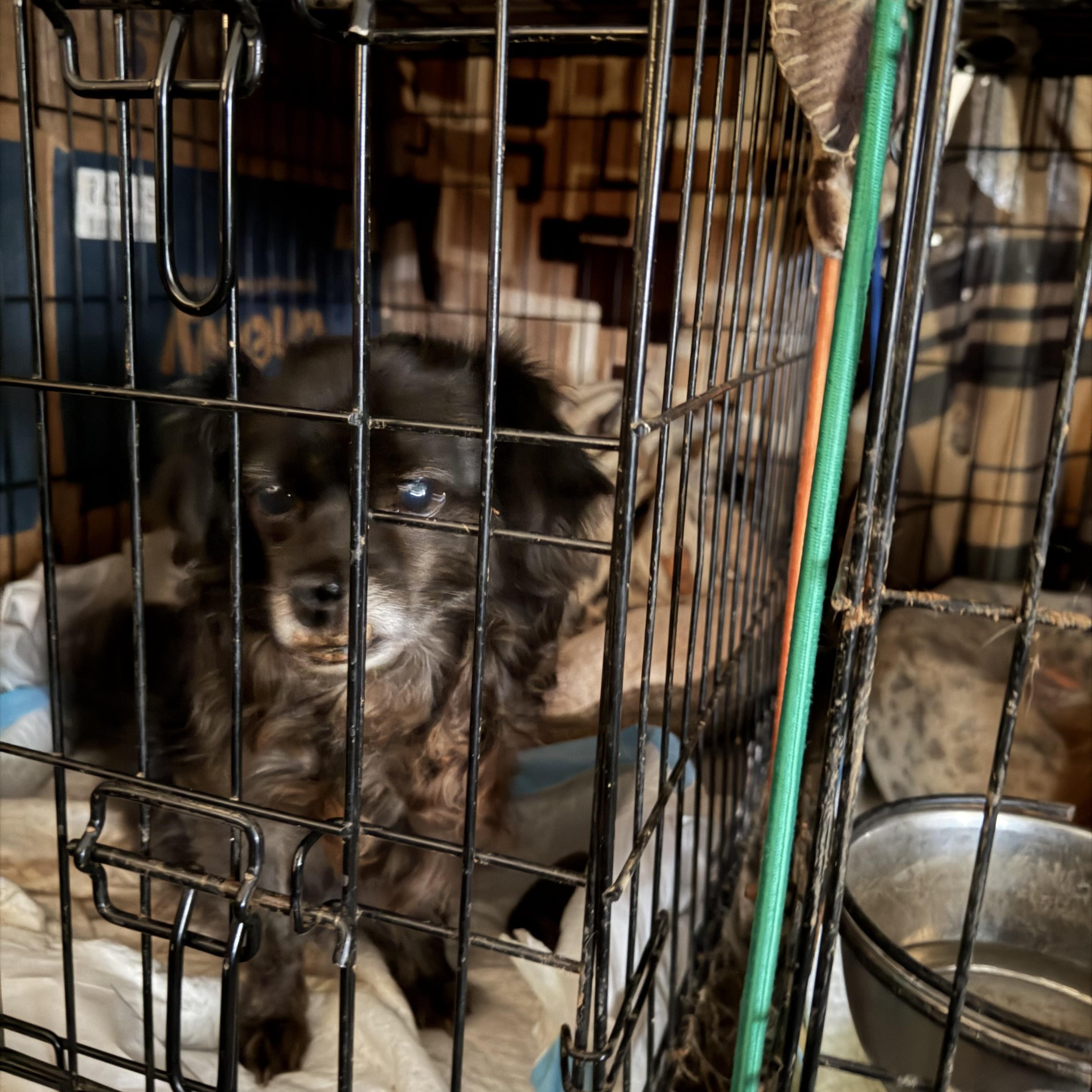 Enlarge Duffy, a ADOPTABLE mixed breed in Newtown, CT image 4/5