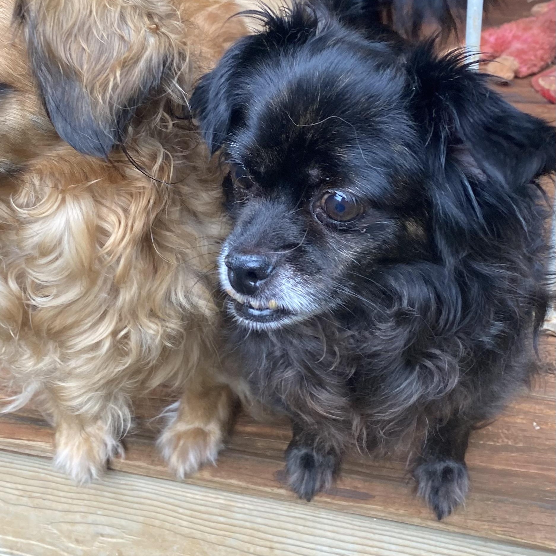 Enlarge Duffy, a ADOPTABLE mixed breed in Newtown, CT image 5/5