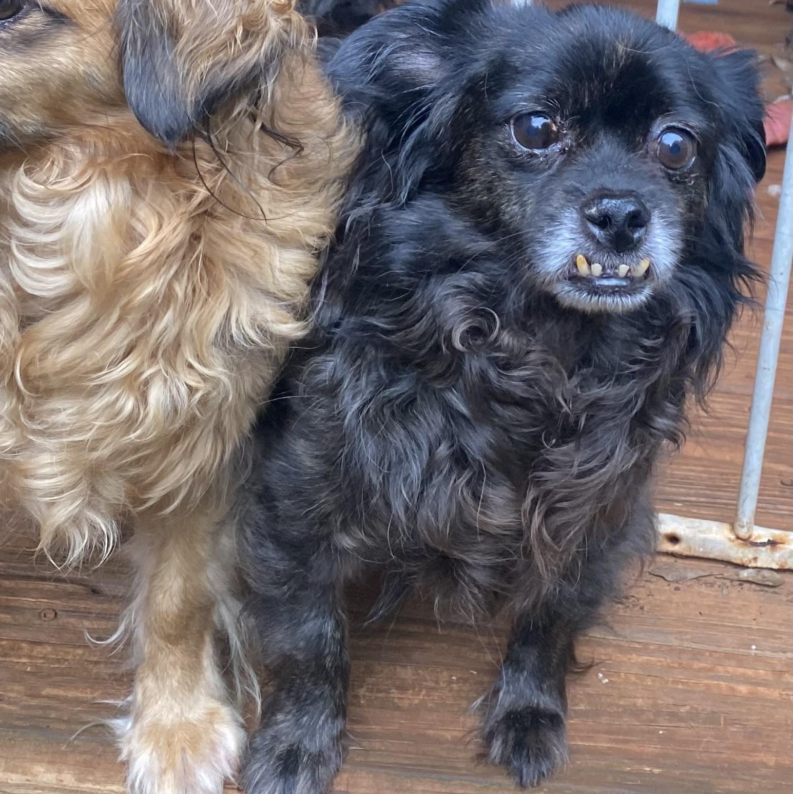 Duffy, ADOPTABLE, Senior Male Pekingese.