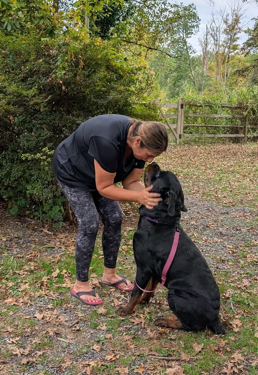 Enlarge Artie, a Adopted Rottweiler in Perkasie, PA image 3/6