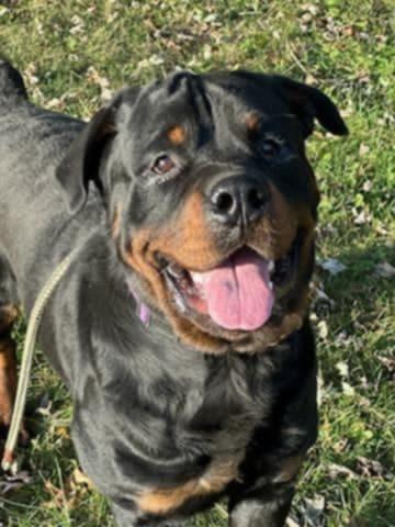 Artie, Adopted, Young Male Rottweiler.
