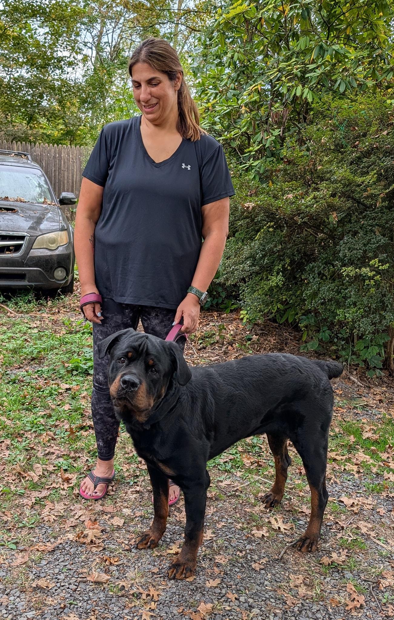 Enlarge Artie, a Adopted Rottweiler in Perkasie, PA image 4/6